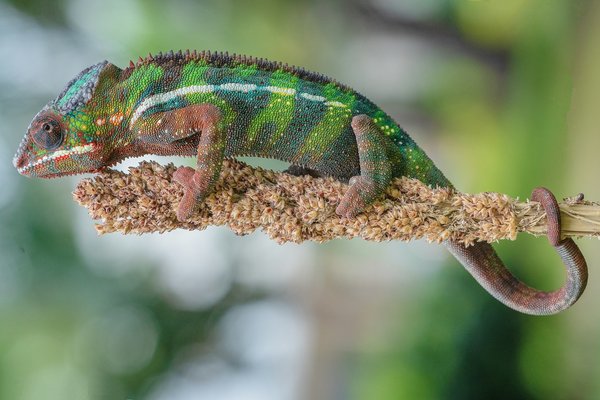 What Are the Best Non-Invasive Root Systems for Planting Near Home Foundations?